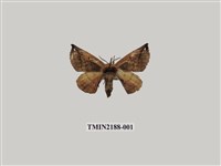 藏品(小窗蠶蛾)的圖片